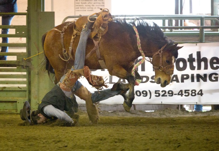 WWCC Ty Holloway lands facefirst as his foot gets stuck in the stirrup Sunday afternoon during the WWCC College Rodeo held at the Fairgrounds in Walla Walla, Wa. 15 March 2015   U-B photo by MICHAEL LOPEZ