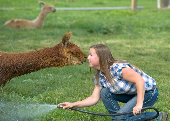 Elaine Vandiver shares a moment with a two-year old alpaca as they touch noses as she washes him at her farm at 5260 Stateline Road Monday afternoon in Walla Walla, Wa. 11 May 2015  U-B photo by MICHAEL LOPEZ